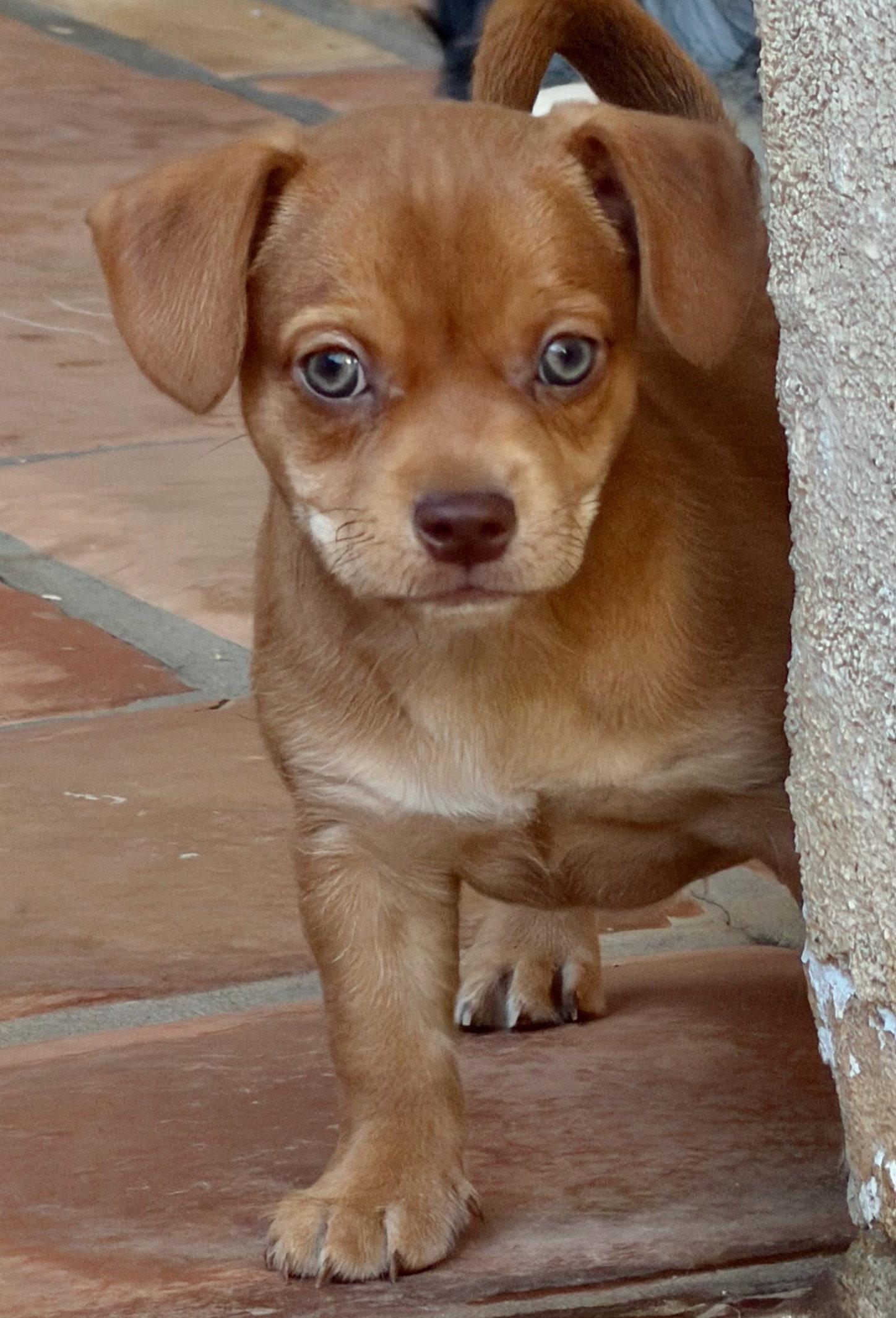 Rowan, a Adoptable Terrier in Capistrano Beach, CA image 3/3