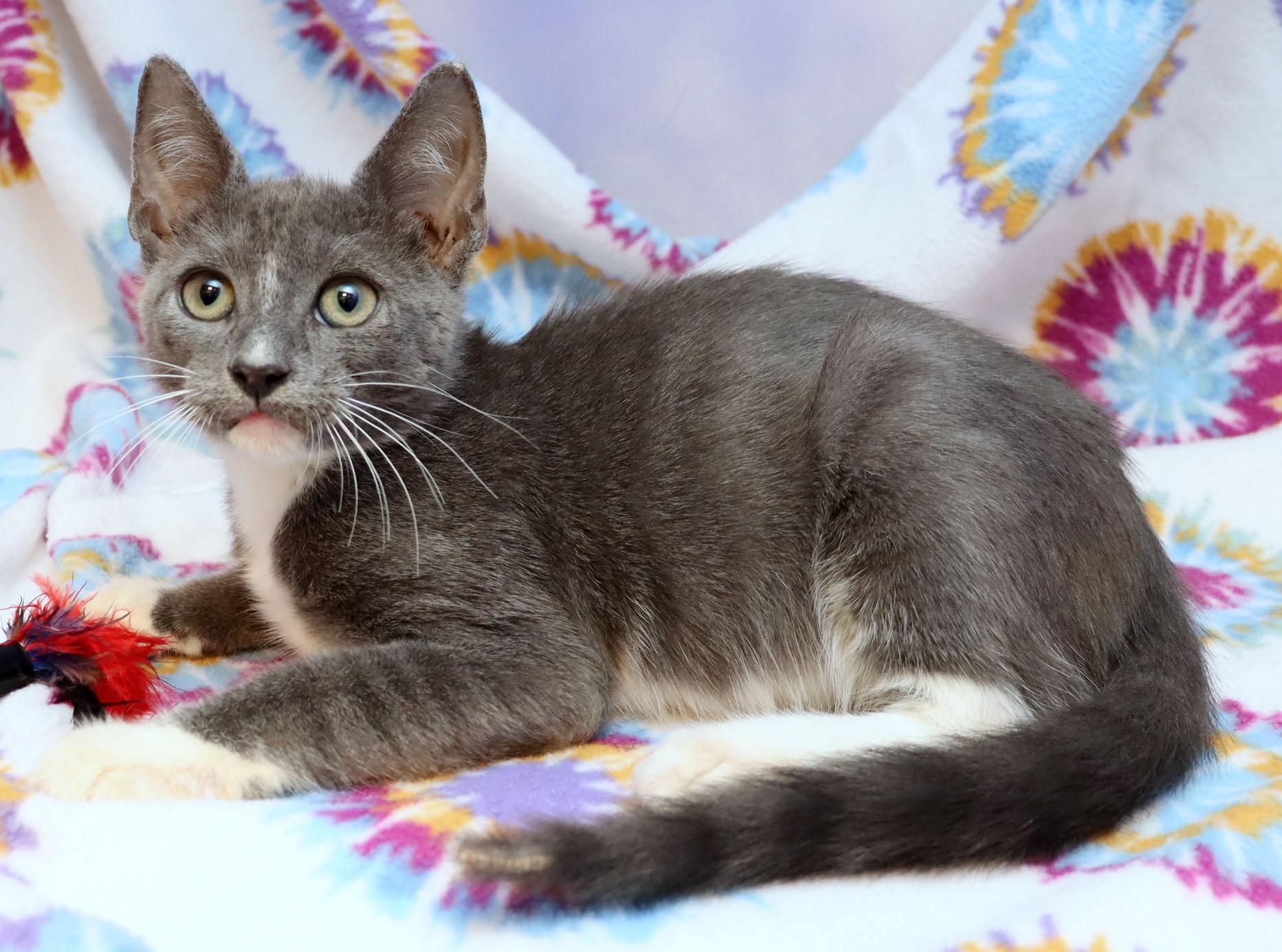 Enlarge Winslow, a Adoptable Domestic Short Hair in Tierra Verde, FL image 2/3