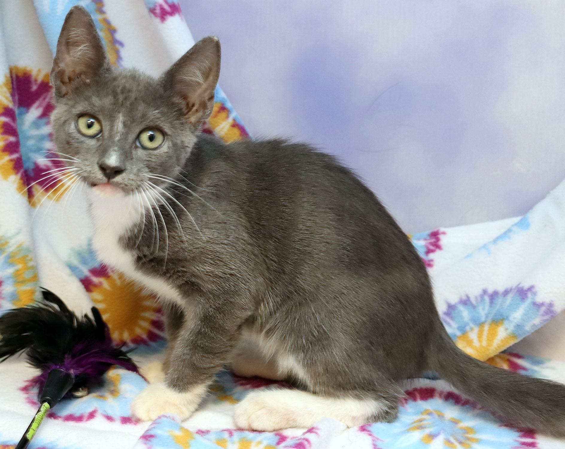 Enlarge Winslow, a Adoptable Domestic Short Hair in Tierra Verde, FL image 3/3