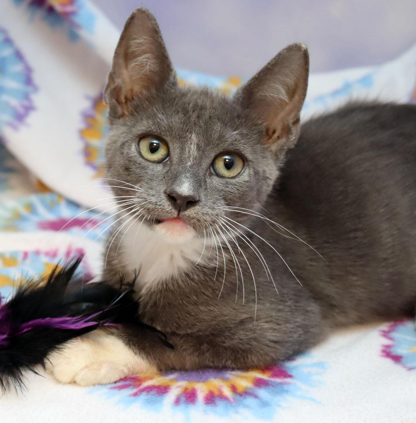 Enlarge Winslow, a Adoptable Domestic Short Hair in Tierra Verde, FL image 1/3