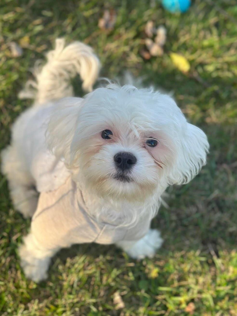 Gumby, Adopted, Puppy Male Maltese.