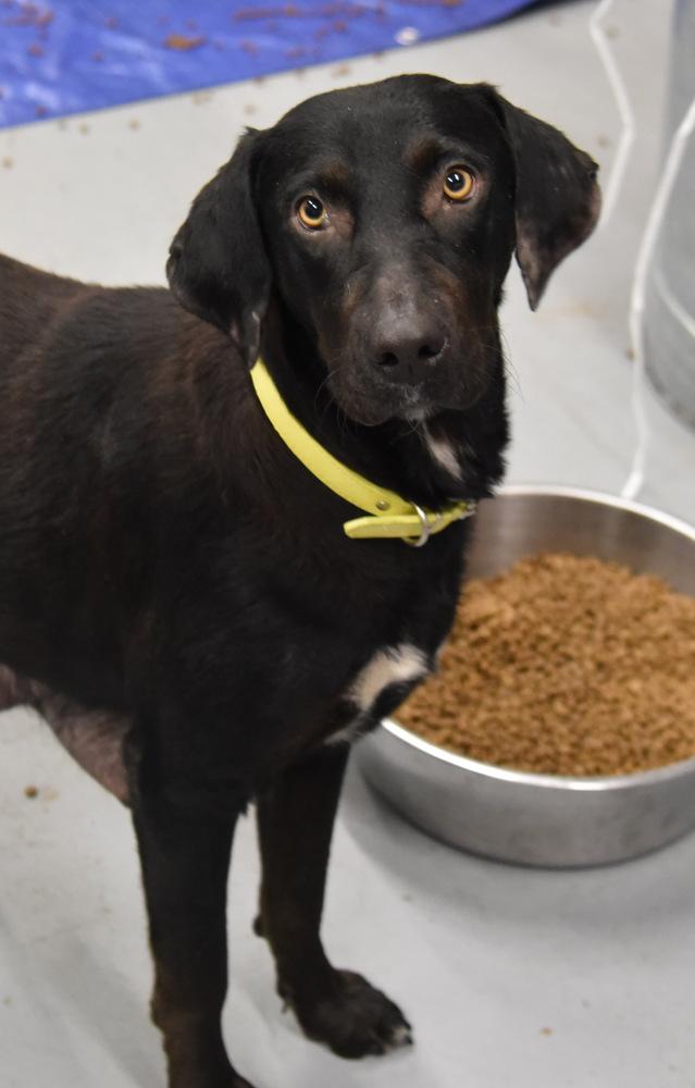 Mama Cass, Adopted, Adult Female Labrador Retriever.