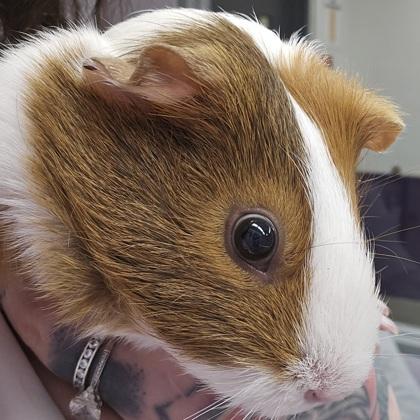 August, Adoptable, Adult Female Guinea Pig & Guinea Pig.