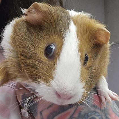 Enlarge August, a Adoptable mixed breed in Scotia, NY image 2/3