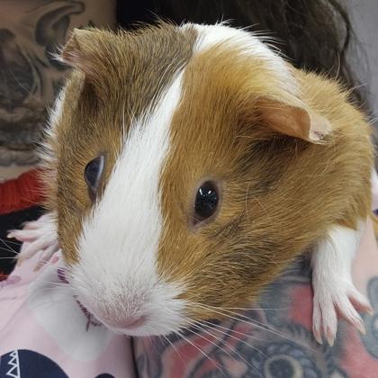 Enlarge August, a Adoptable mixed breed in Scotia, NY image 3/3