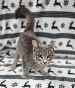 Dorian, ADOPTABLE, Young Male Domestic Short Hair.