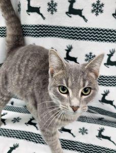 Enlarge Dorian, a ADOPTABLE Domestic Short Hair in Bucyrus, OH image 2/3
