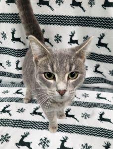 Enlarge Dorian, a ADOPTABLE Domestic Short Hair in Bucyrus, OH image 3/3