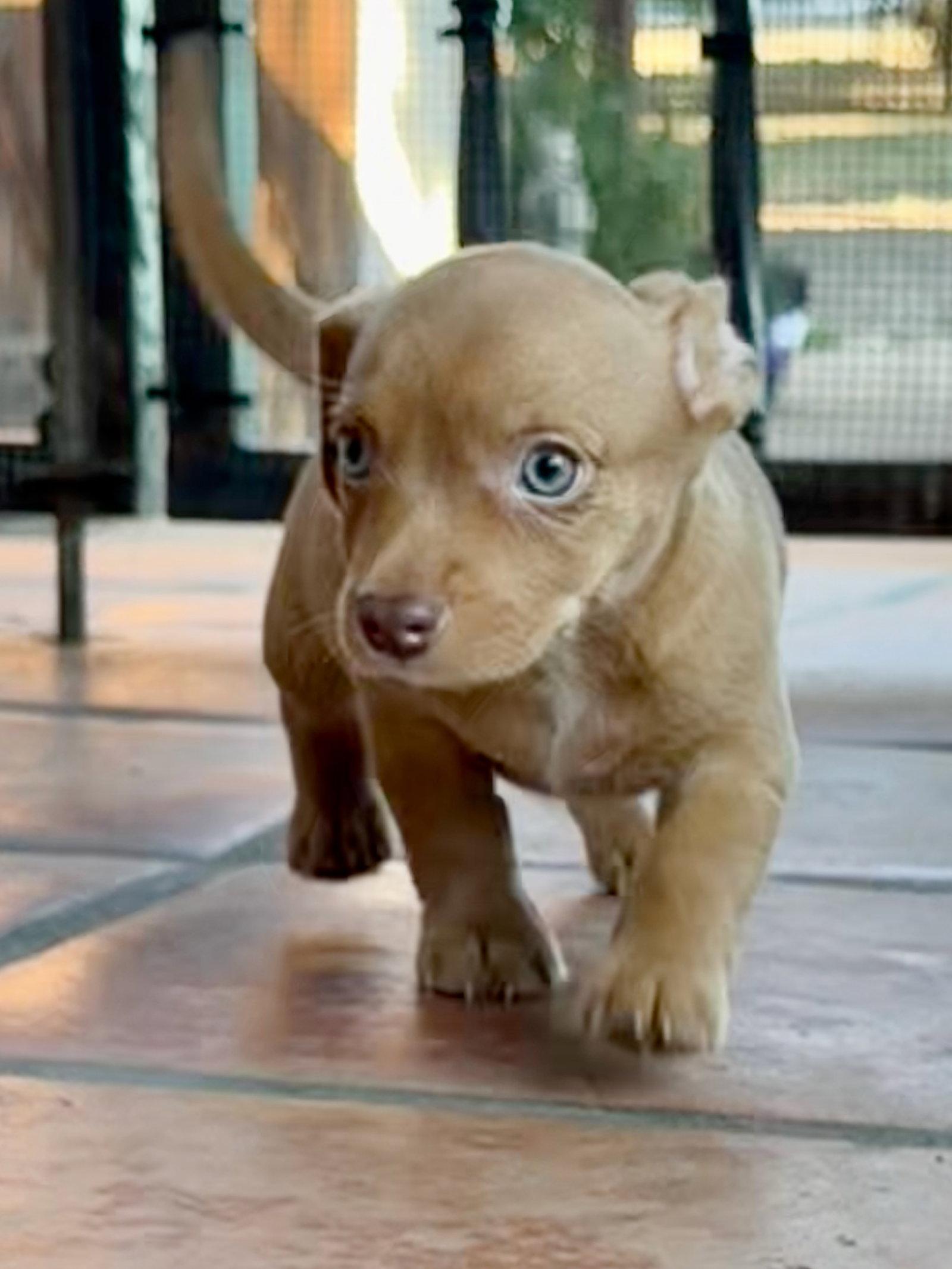 Linden, Adoptable, Puppy Male Terrier.