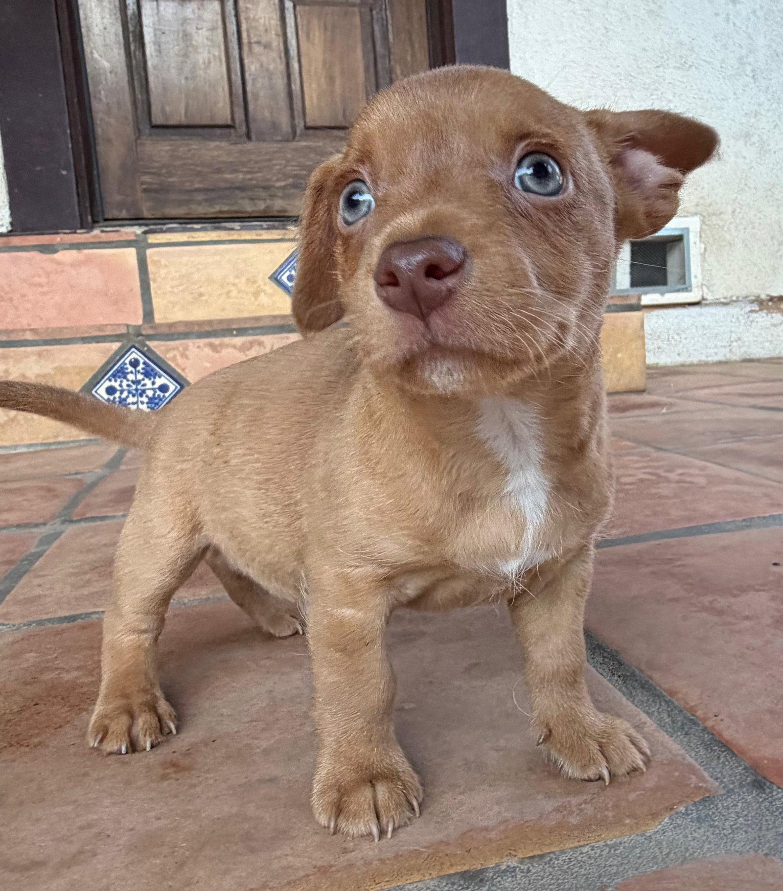 Linden, a Adoptable Terrier in Capistrano Beach, CA image 2/3