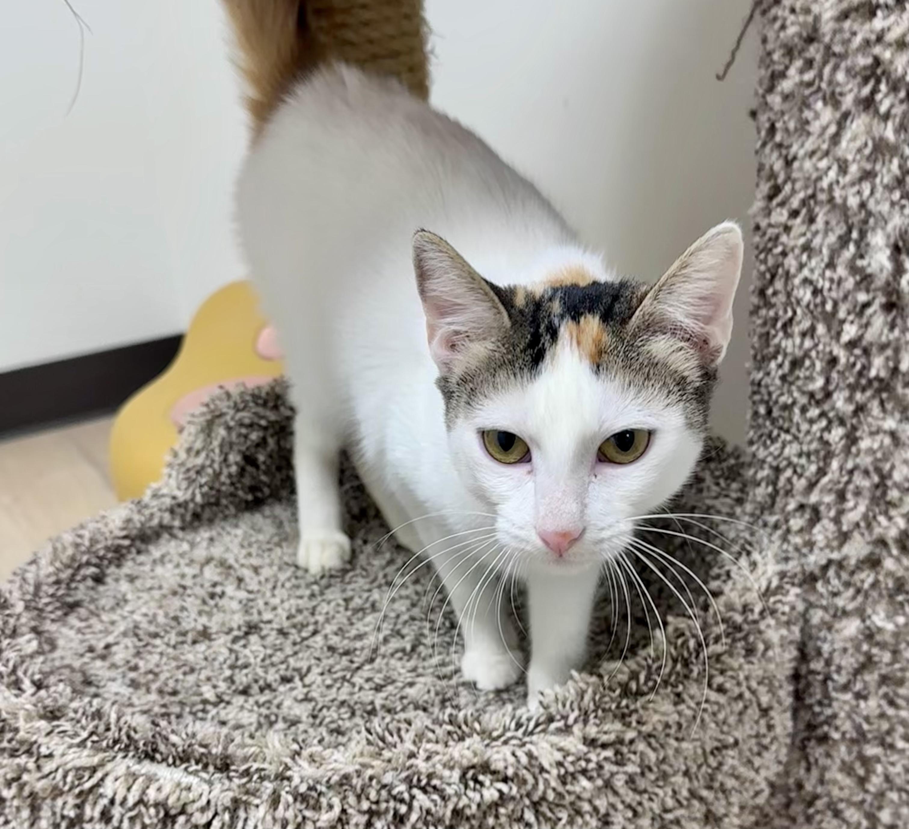 Enlarge Jade, a ADOPTABLE mixed breed in Bethel, CT image 6/6