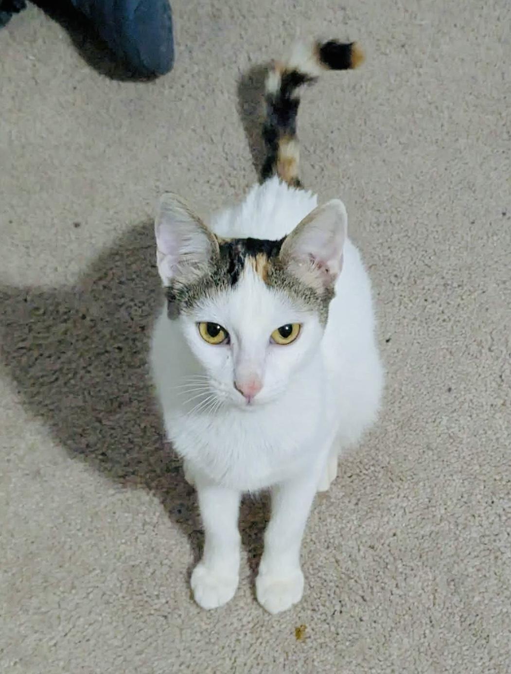 Enlarge Jade, a ADOPTABLE mixed breed in Bethel, CT image 5/6