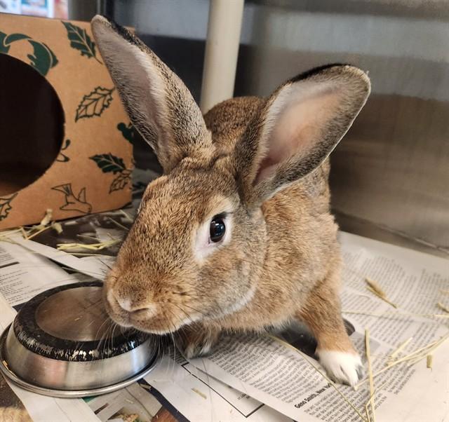 SMORES, Adoptable, Young Male Bunny Rabbit.
