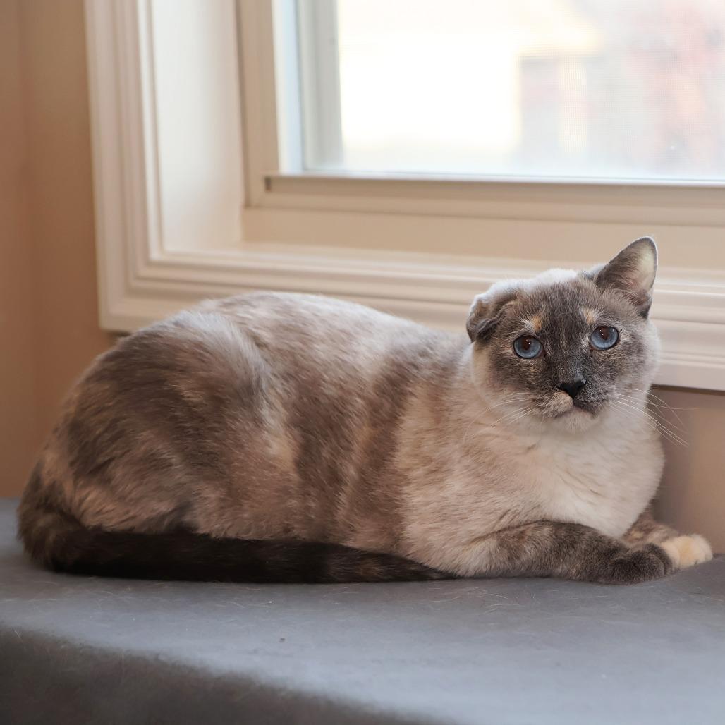 Jeri, Adoptable, Adult Female Domestic Short Hair & Siamese.