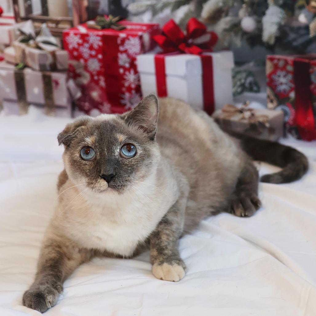 Jeri, Adoptable, Adult Female Domestic Short Hair & Siamese.