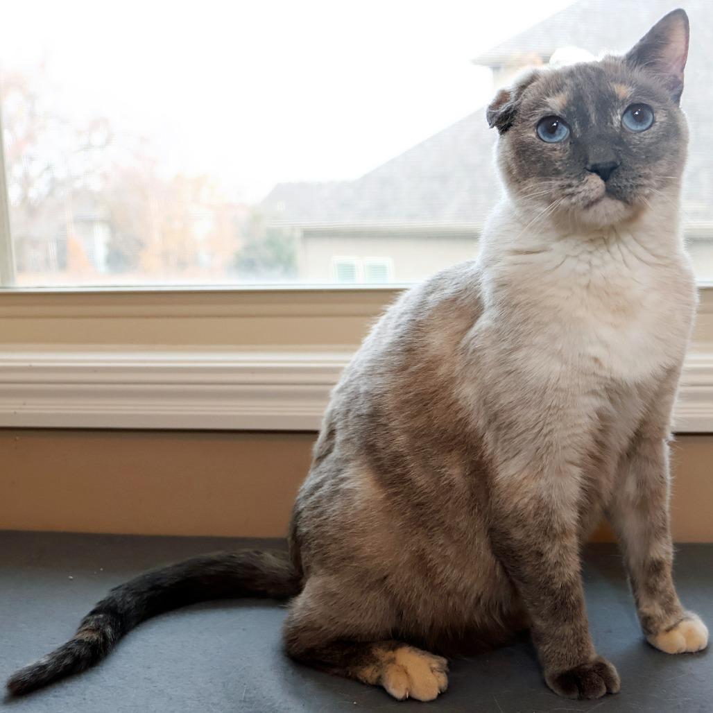 Enlarge Jeri, a Adoptable mixed breed in FAIRWAY, KS image 2/6