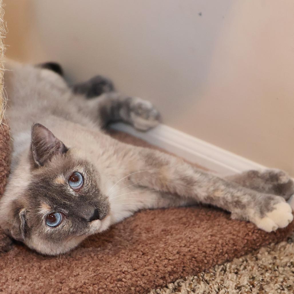 Enlarge Jeri, a Adoptable mixed breed in FAIRWAY, KS image 3/6