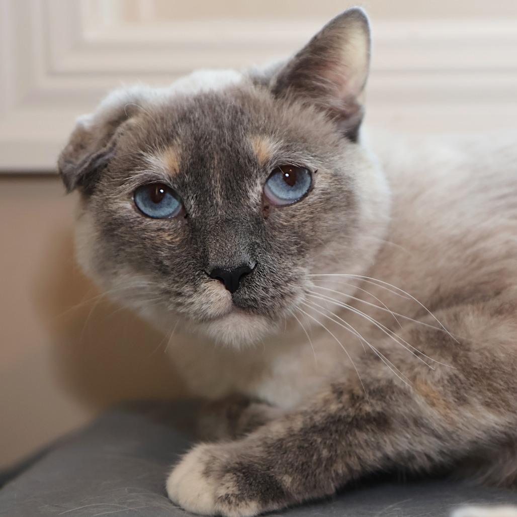 Enlarge Jeri, a Adoptable mixed breed in FAIRWAY, KS image 4/6