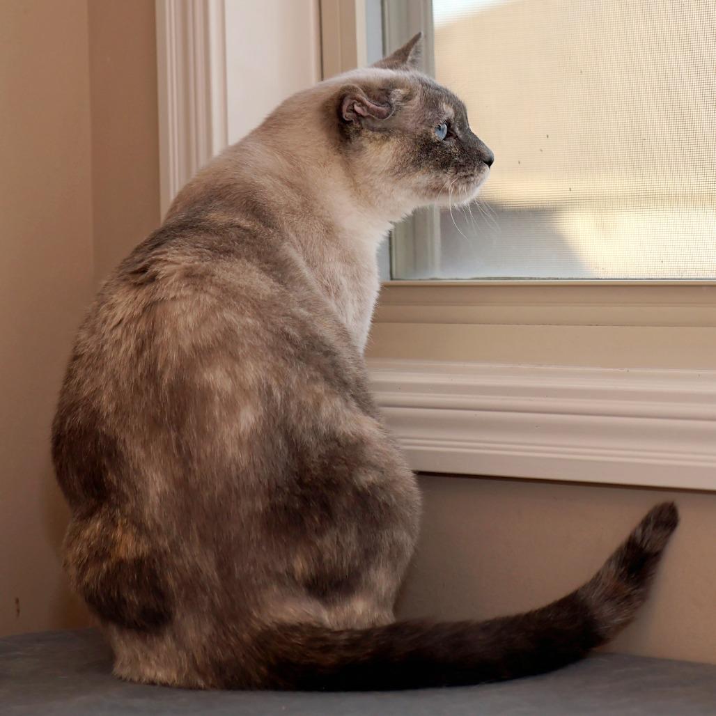 Enlarge Jeri, a Adoptable mixed breed in FAIRWAY, KS image 5/6