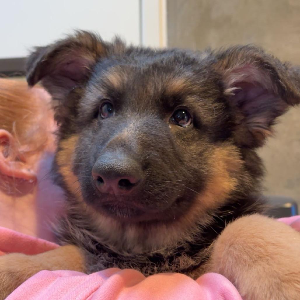 Carl, Adoptable, Puppy Male German Shepherd Dog.