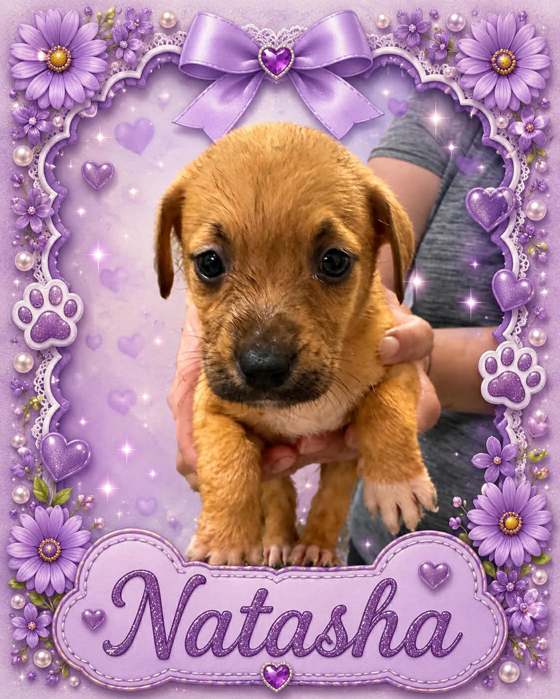 Natasha, ADOPTABLE, Puppy Female Australian Cattle Dog / Blue Heeler.