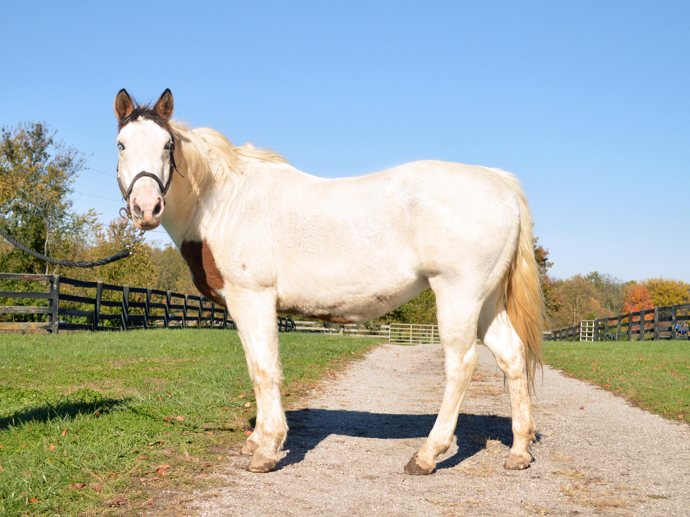 Primrose, Adoptable, Adult Female Quarterhorse.