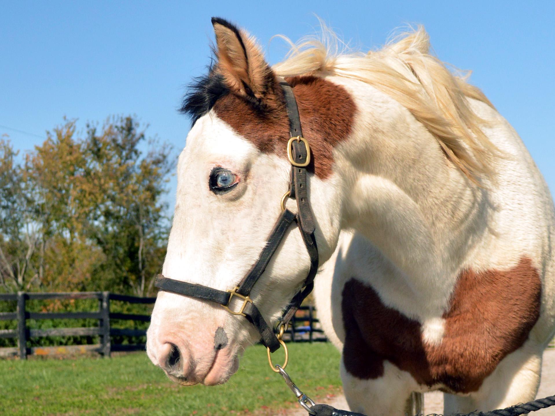 Primrose, a Adoptable Quarterhorse in Nicholasville, KY image 2/4