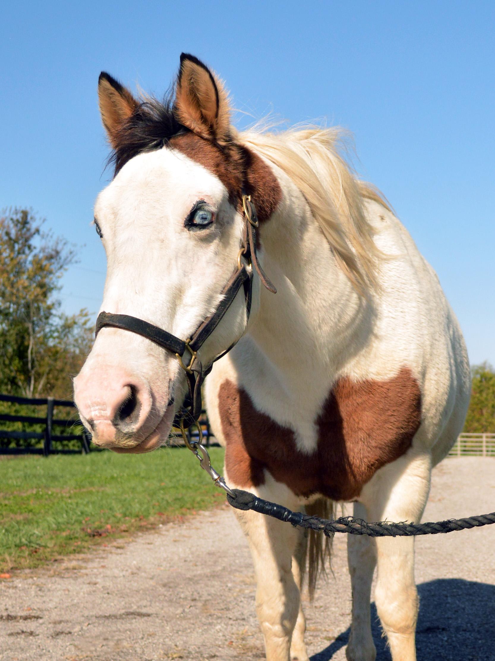 Primrose, a Adoptable Quarterhorse in Nicholasville, KY image 3/4