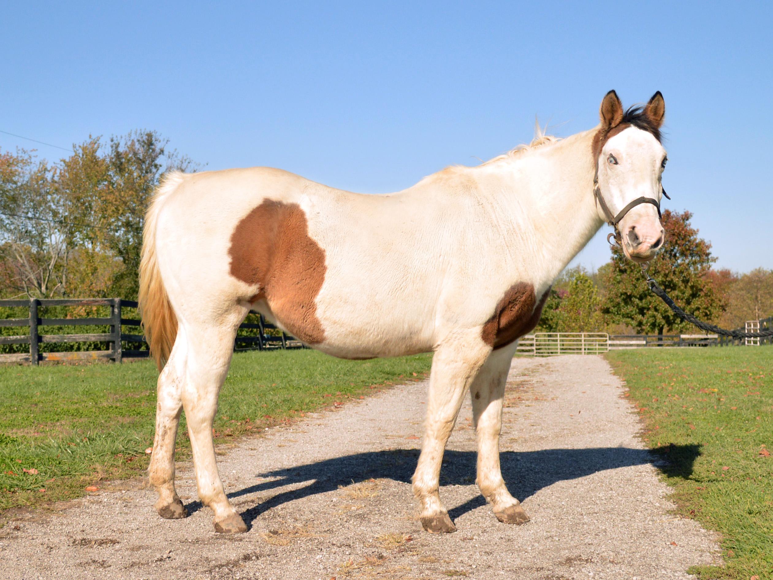 Primrose, a Adoptable Quarterhorse in Nicholasville, KY image 4/4