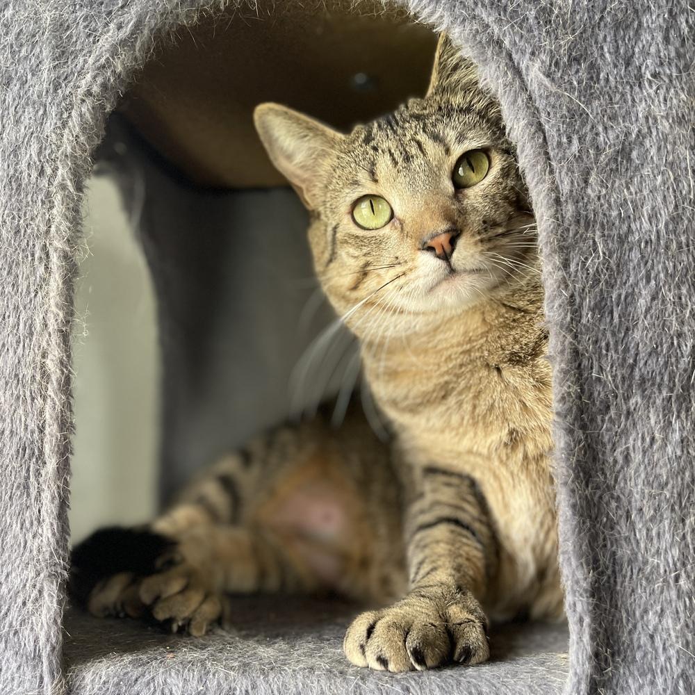 Pearl, Adoptable, Adult Female Domestic Short Hair.