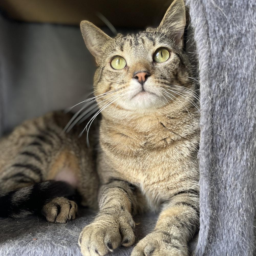 Pearl, a Adoptable mixed breed in Columbus, OH image 2/2