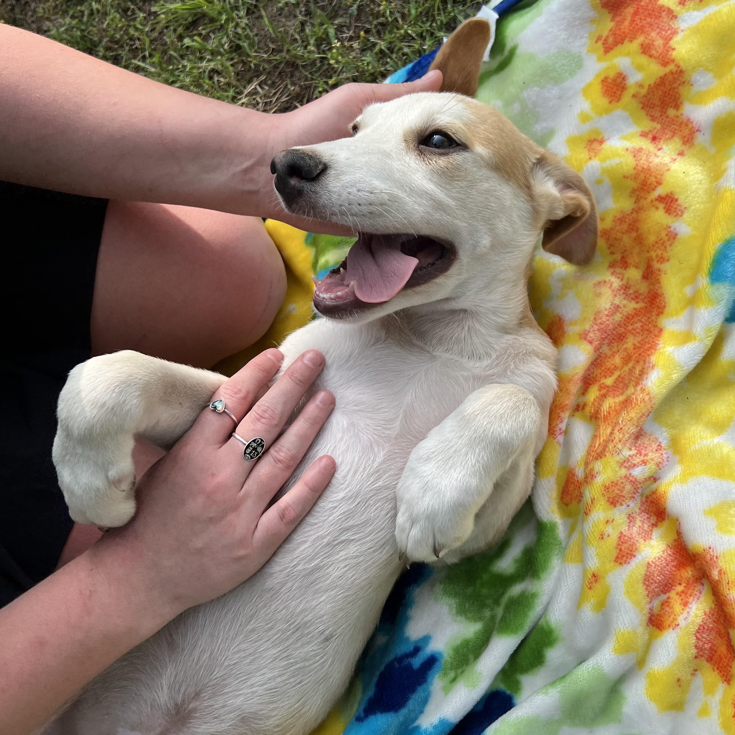 Scotty, Baby Male Labrador Retriever