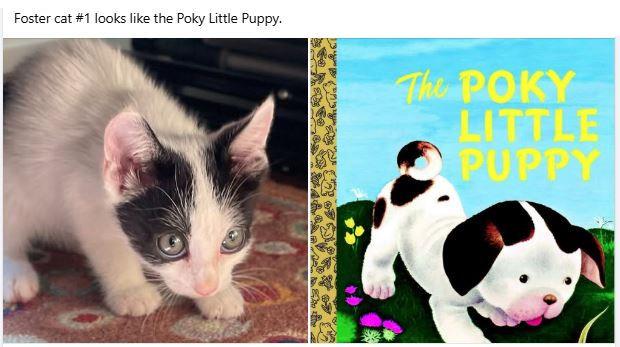 Enlarge Poky, a Adopted Domestic Short Hair in Sherman Oaks, CA image 3/5