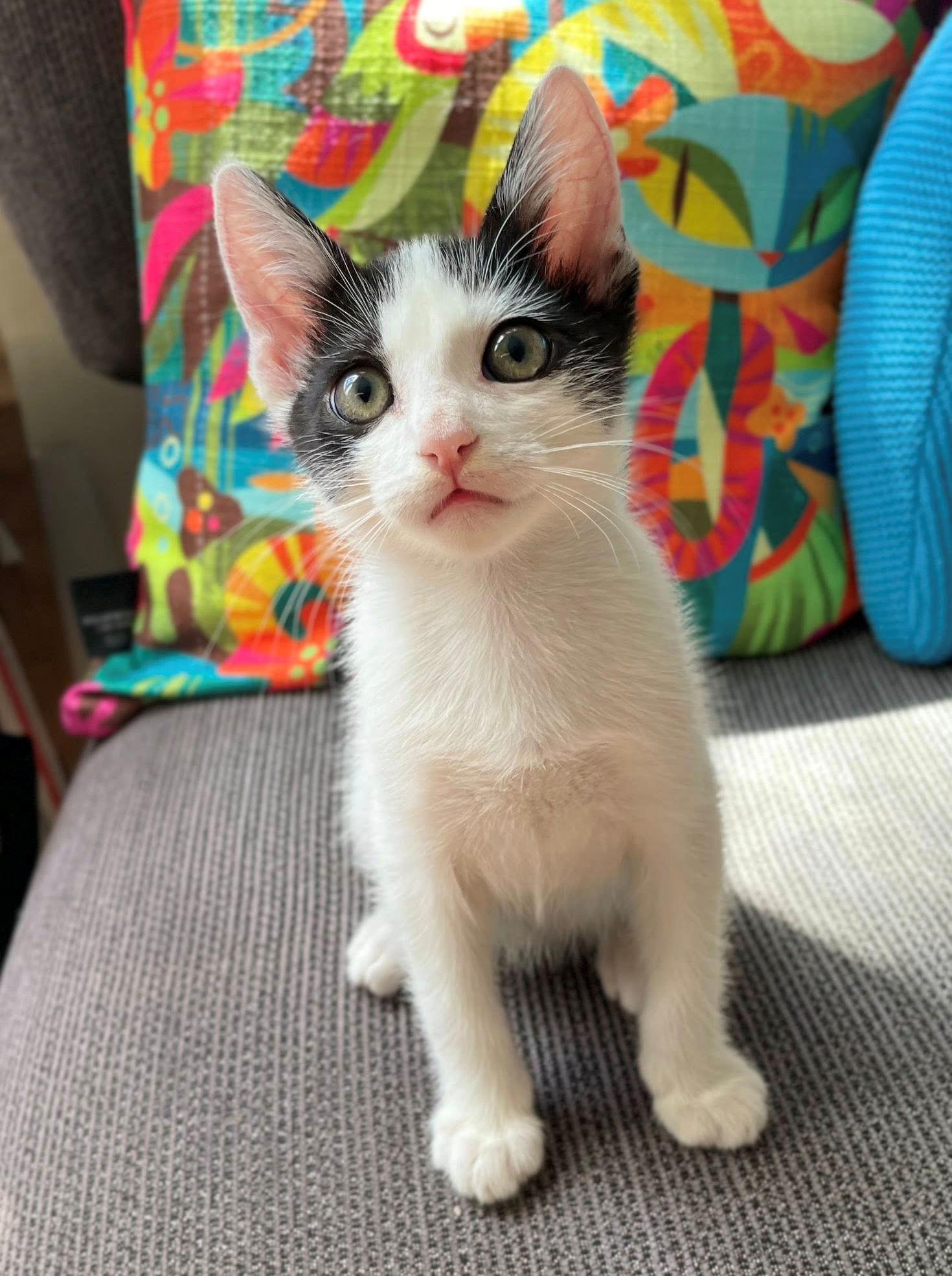 Poky, Adopted, Kitten Male Domestic Short Hair.