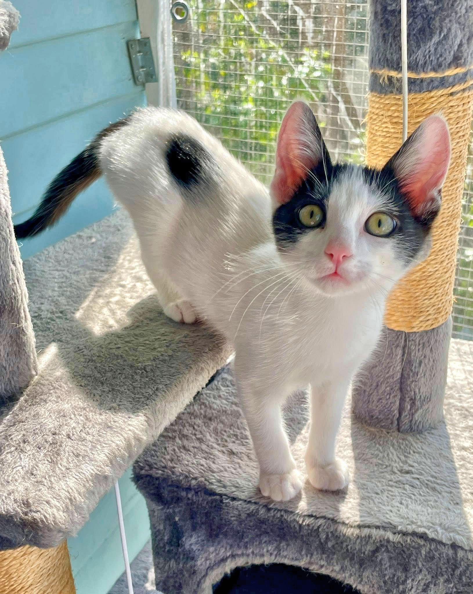 Enlarge Poky, a Adopted Domestic Short Hair in Sherman Oaks, CA image 2/5