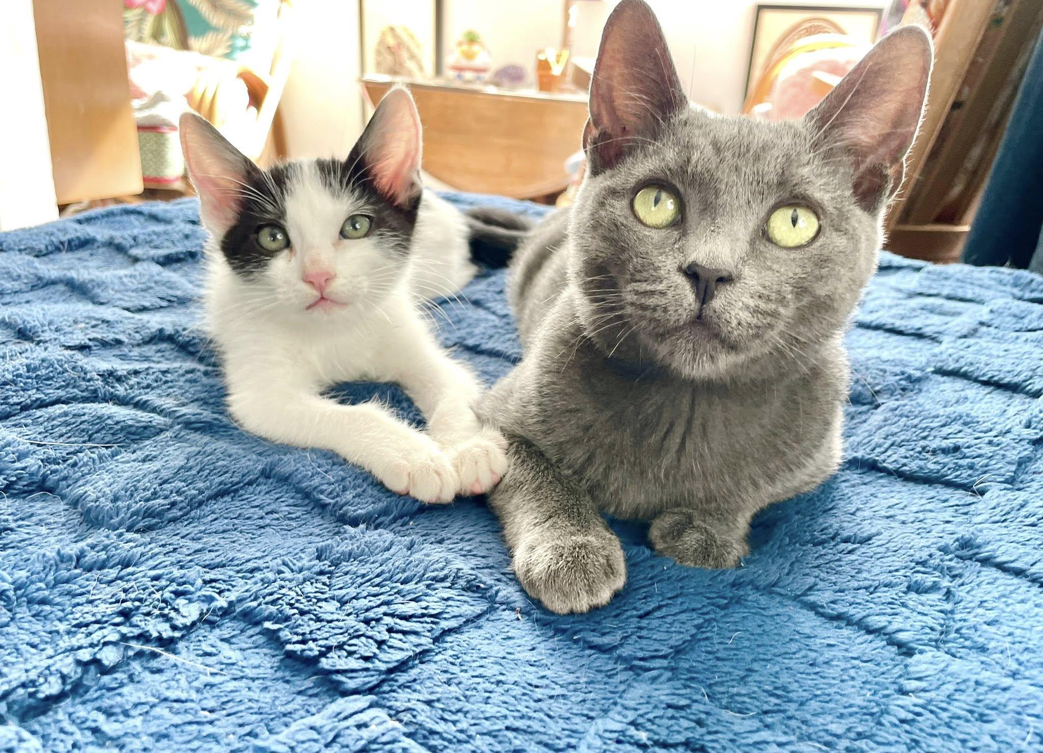 Enlarge Poky, a Adopted Domestic Short Hair in Sherman Oaks, CA image 4/5