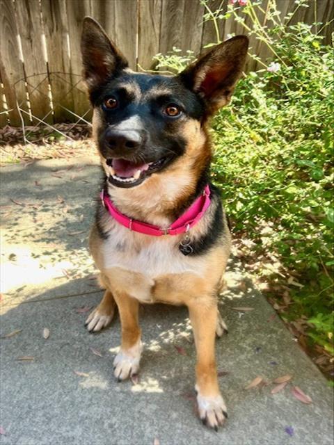 MALAIKA, Adoptable, Young Female German Shepherd Dog.