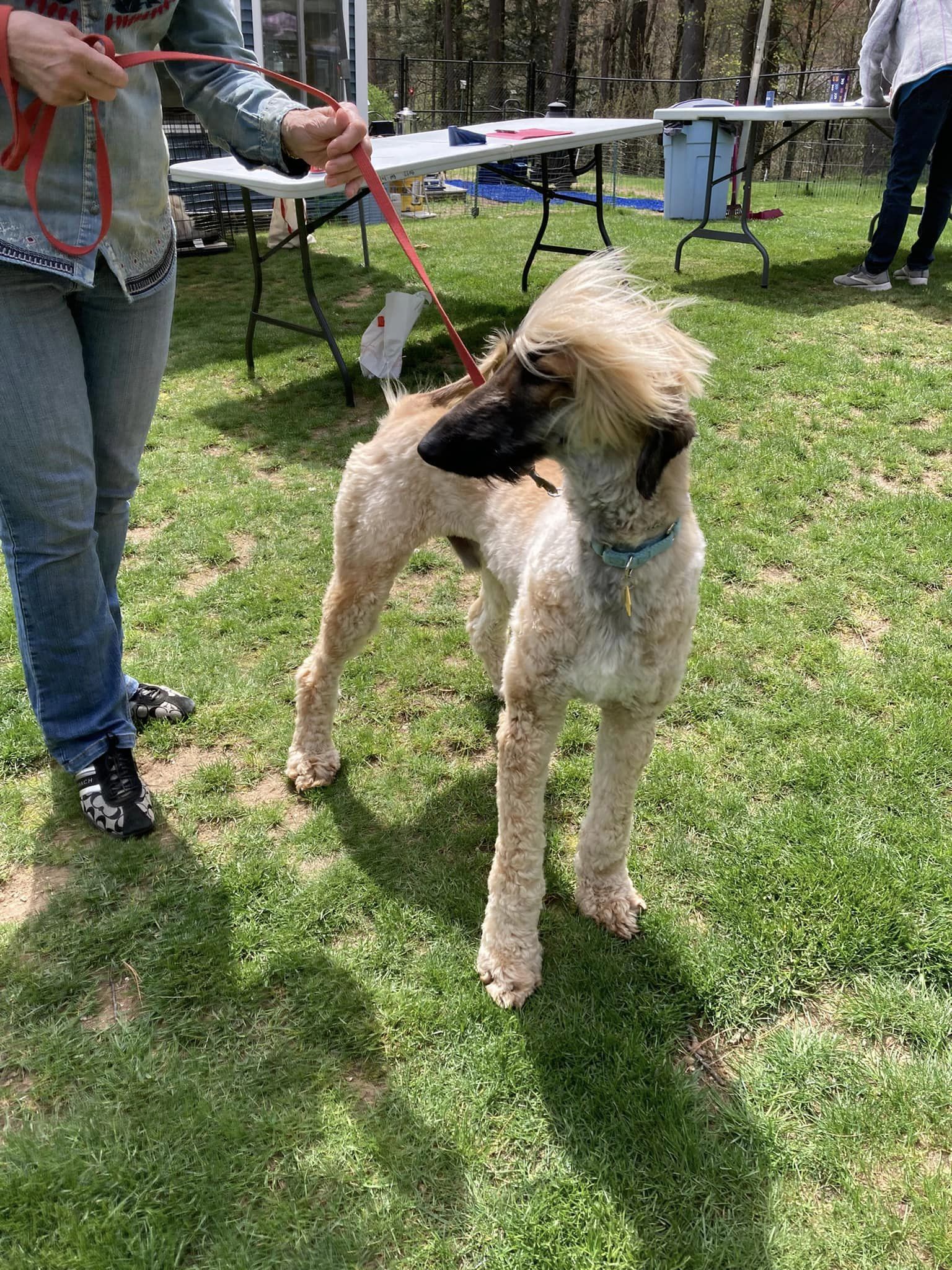Enlarge Valentino, a Adopted Afghan Hound in Hathorne, MA image 1/1