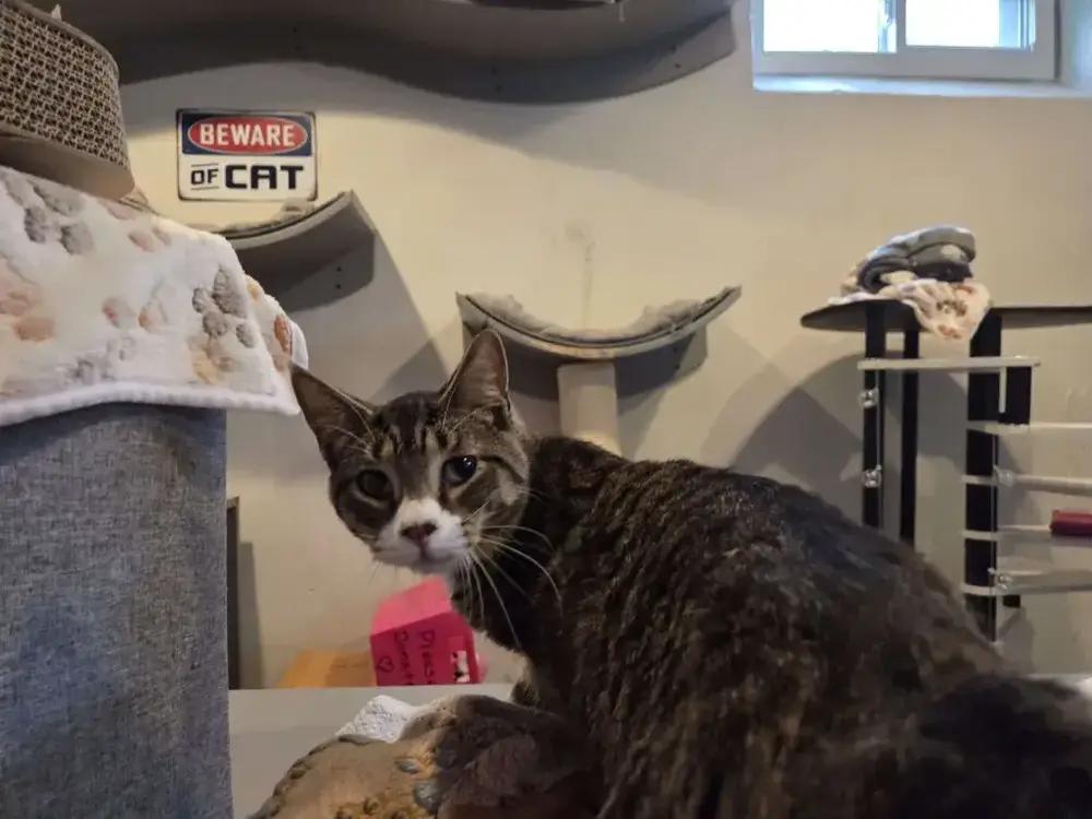 Enlarge Phoenix, a Adoptable Domestic Short Hair in Grand Rapids, MI image 2/4