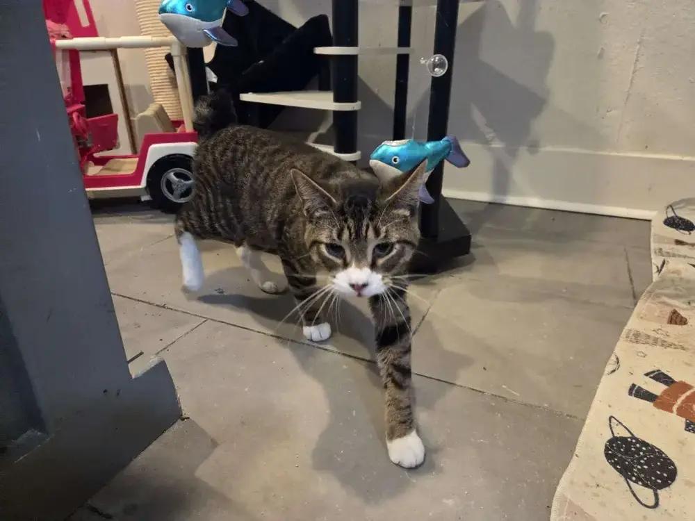 Enlarge Phoenix, a Adoptable Domestic Short Hair in Grand Rapids, MI image 3/4