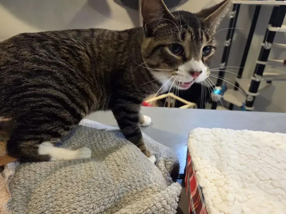 Enlarge Phoenix, a Adoptable Domestic Short Hair in Grand Rapids, MI image 4/4