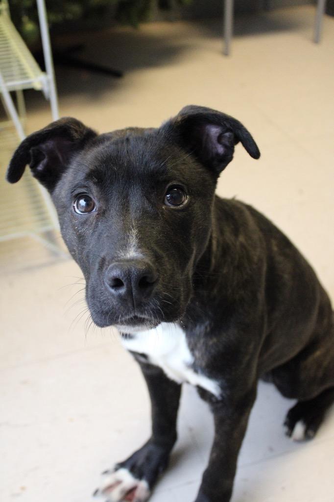 Benito, Adoptable, Young Male Mixed Breed.