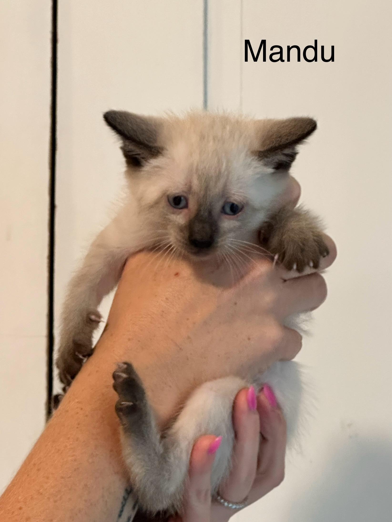 Enlarge Mandu, a Adopted mixed breed in Goodlettsville, TN image 2/6