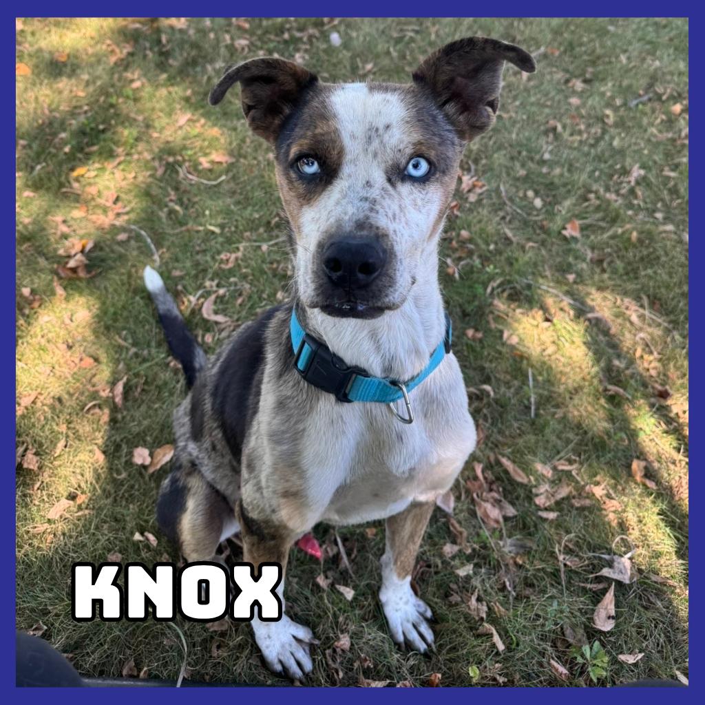 Knox, Adoptable, Adult Male Catahoula Leopard Dog & Pit Bull Terrier.