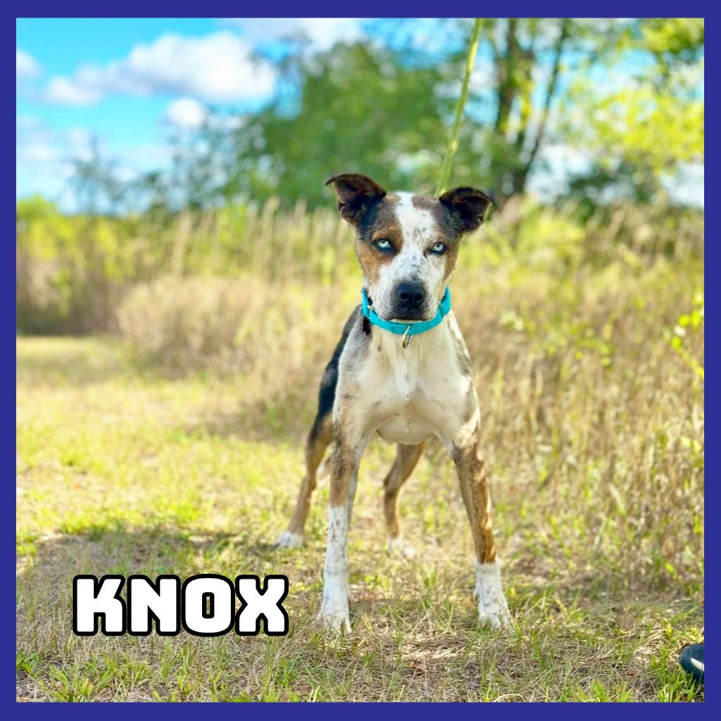 Enlarge Knox, a Adoptable mixed breed in Glenwood, MN image 2/2