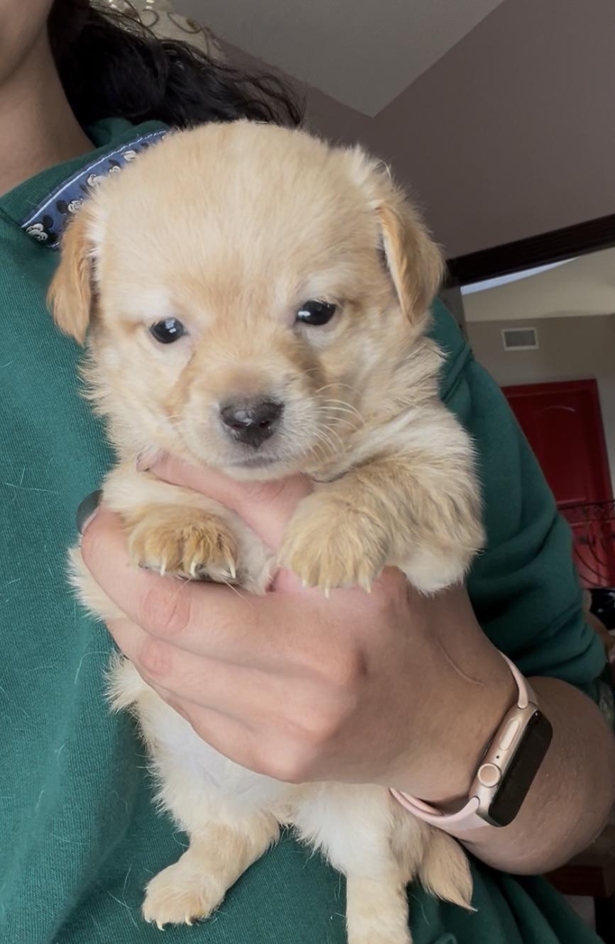 Ginger, adopted, Puppy Female Chiweenie.