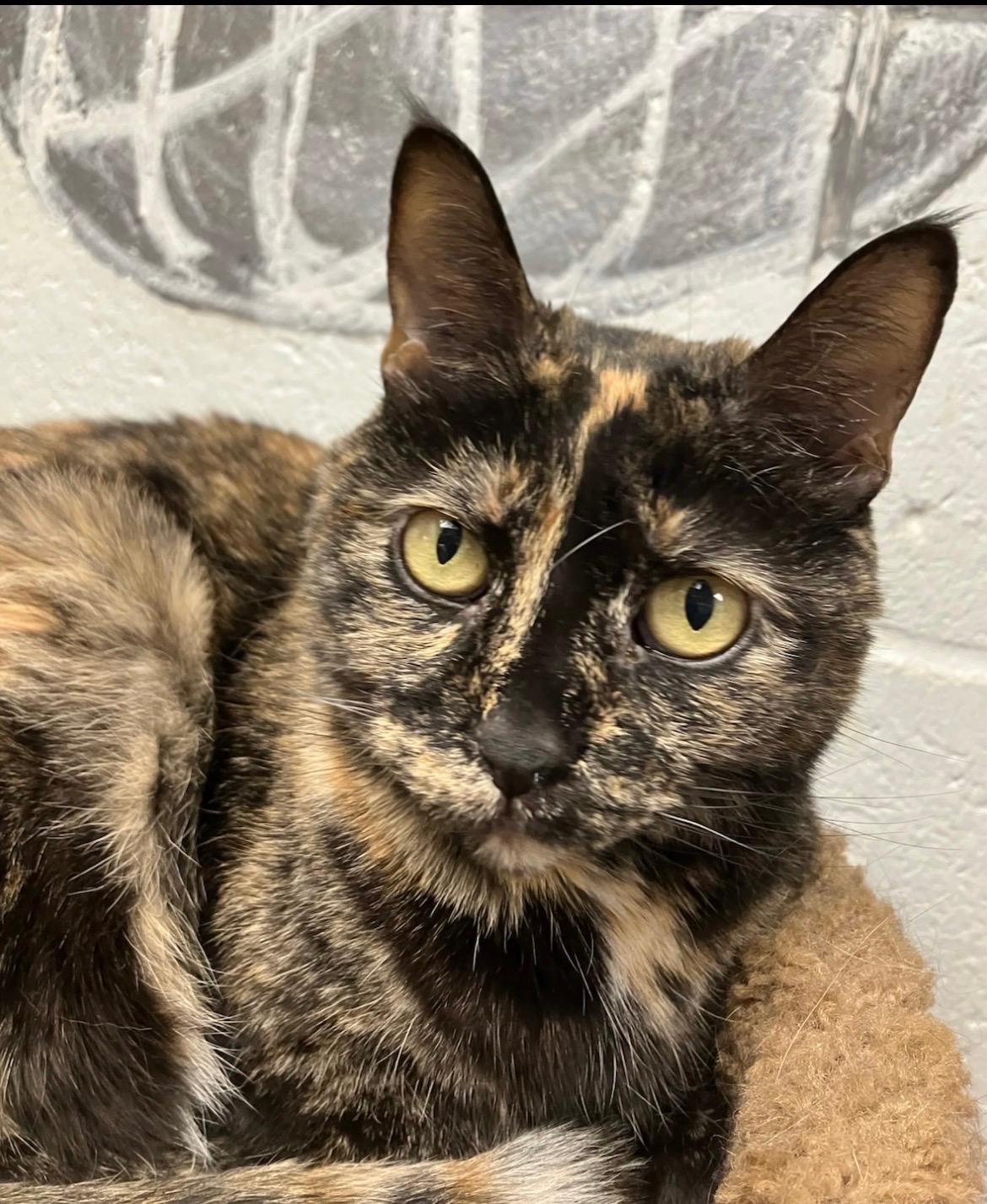 Enlarge Shadow, an adopted Domestic Short Hair in Andover, CT image 2/4