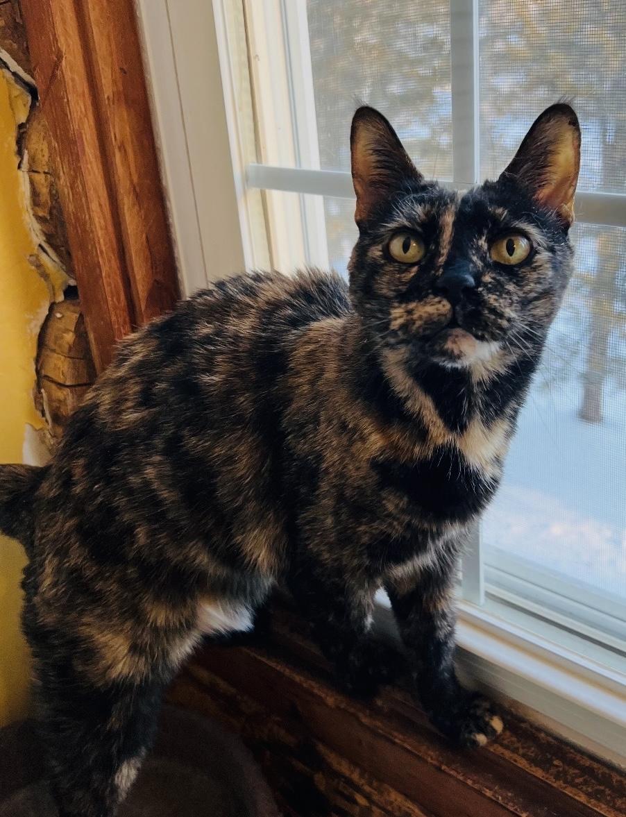 Enlarge Shadow, an adopted Domestic Short Hair in Andover, CT image 1/4