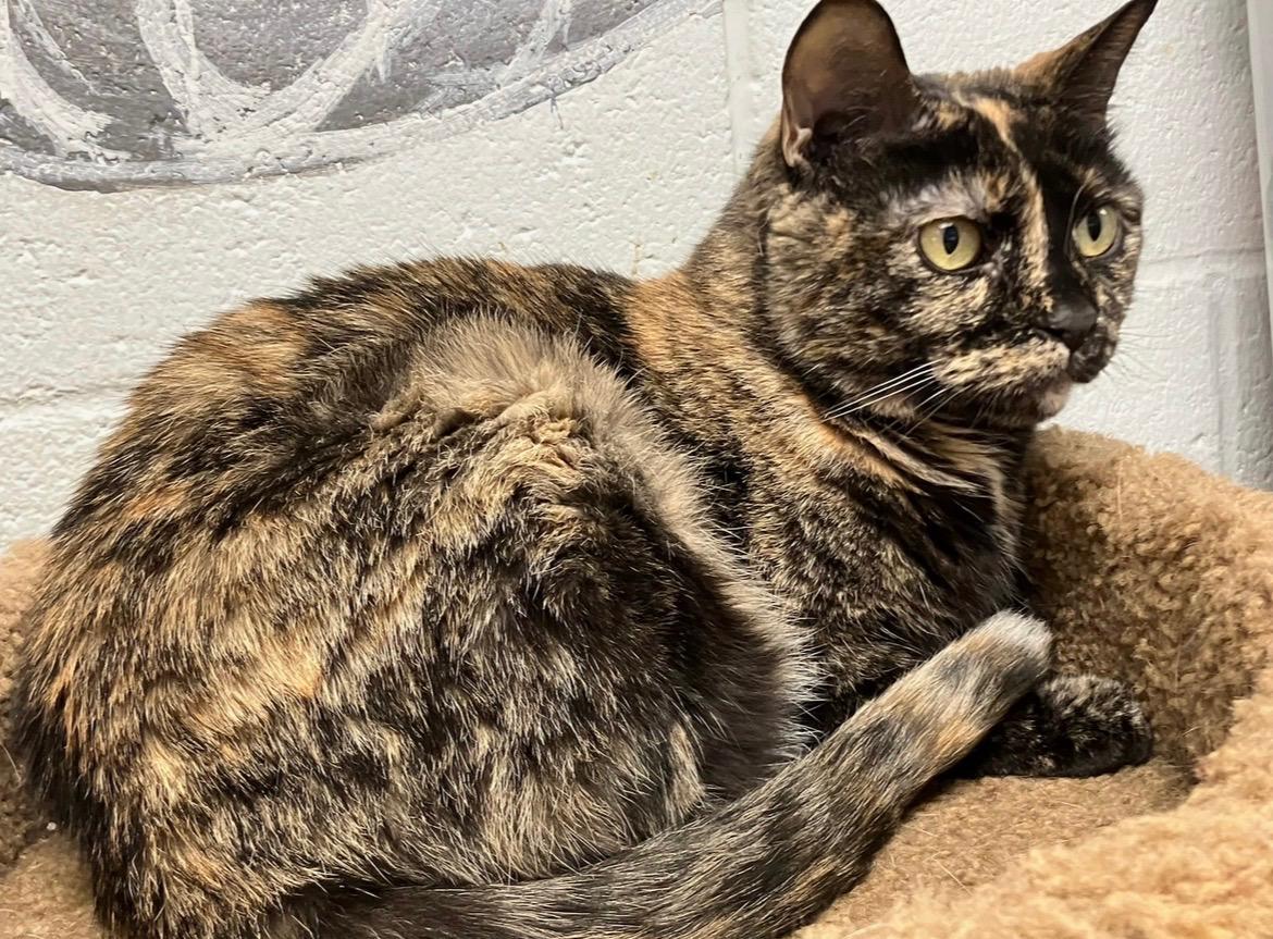 Enlarge Shadow, an adopted Domestic Short Hair in Andover, CT image 3/4