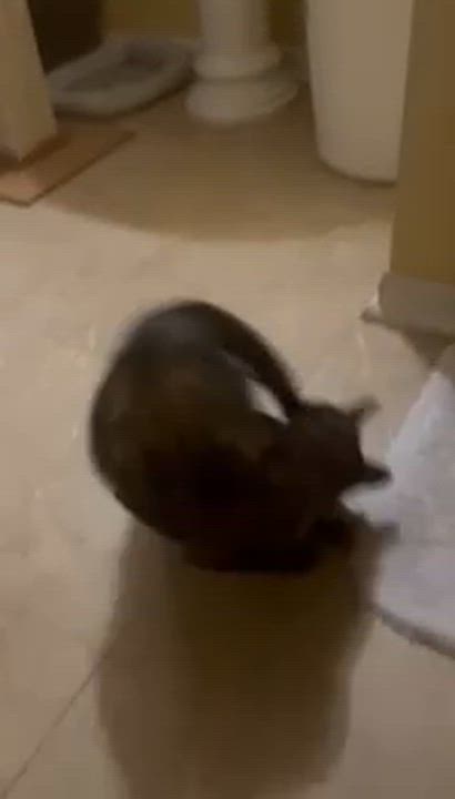 Enlarge Shadow, an adopted Domestic Short Hair in Andover, CT video 4/4